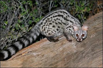 Quel est cet animal ?