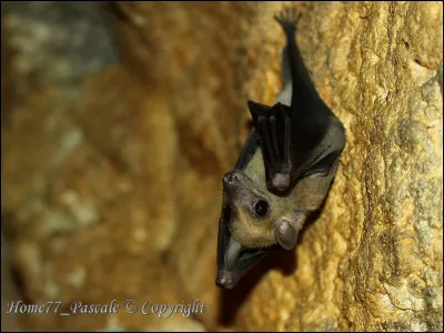 Quelle est cette chauve-souris ?
