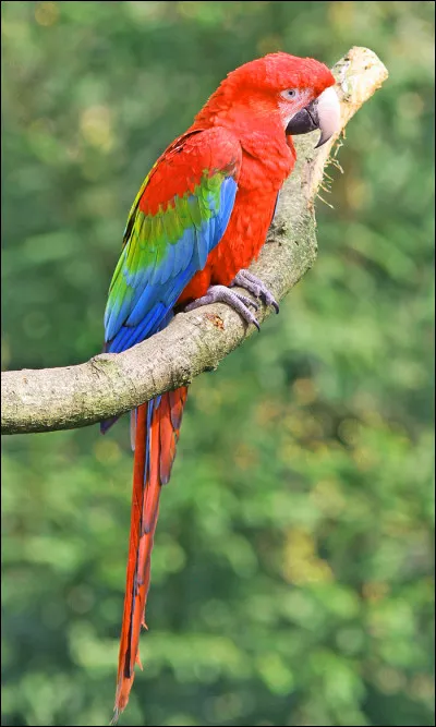En quelle année les perroquets, buses, hiboux, vautours, aigles, chouettes et cigognes sont-ils arrivés au Parc Argonne ?