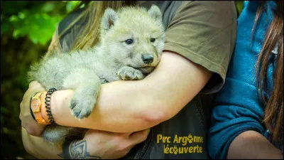 En quelle année cinq louveteaux sont-ils nés au Parc Argonne ?