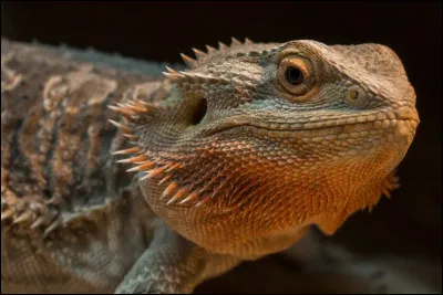 Quel est cet animal ?