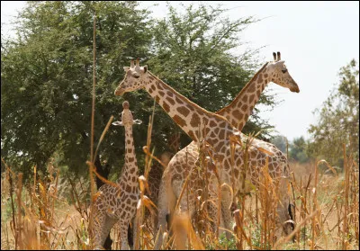 Quel est le nombre de vertèbres du cou de la girafe ?