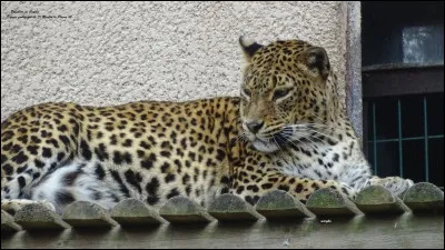 Quel est cet animal ?