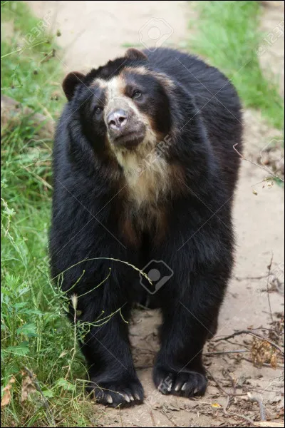De quelle espèce d'ours s'agit-il ?