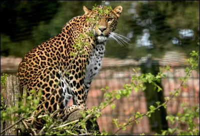 Deux nouvelles espèces animales ont rejoint le zoo de Maubeuge en 2023. De quelles espèces s'agit-il ?
