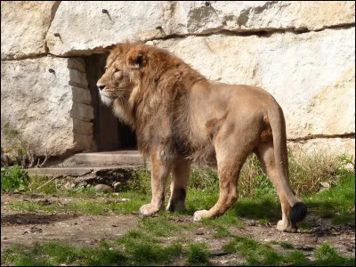 De quelle espèce de lion s'agit-il ?