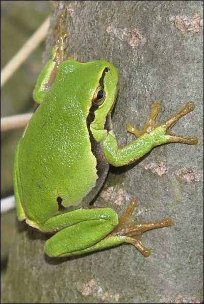 Dans une fable de La Fontaine, de quel animal la grenouille voulait-elle devenir plus grosse ?