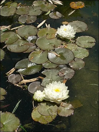 Quel célèbre impressionniste a peint de nombreuses fois cette plante aquatique ?