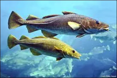 Quel est l'autre nom de la morue ?