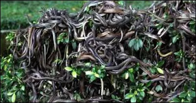 Quel animal retrouve-t-on majoritairement sur l'île Queimada Grande ?