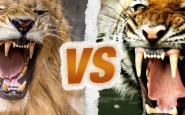 Quiz Animaux