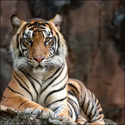 Tu préfères vivre...