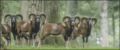 Combien d'animaux compte le domaine des grottes de Han ?