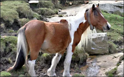 Quel est cet animal ?