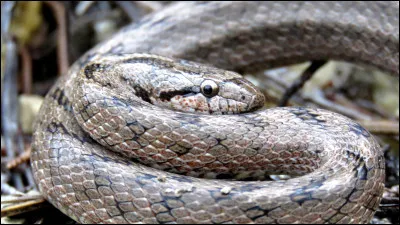 La coronelle lisse est le plus petit serpent de quel département français ?
