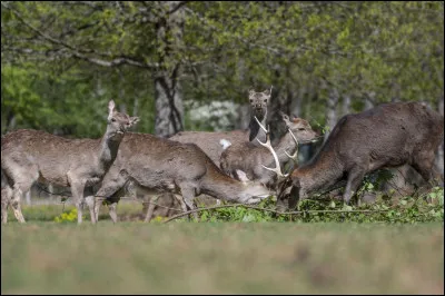 Parmi ces animaux lequel n'est pas dans les bigs 5 européens ?