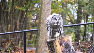 Quelle est l'envergure de la chouette lapone ?