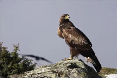 Quel est ce rapace imposant ?