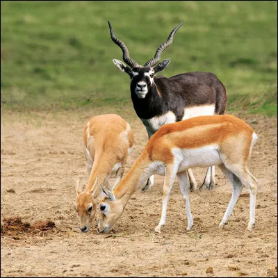 Quelle est cette antilope asiatique ?