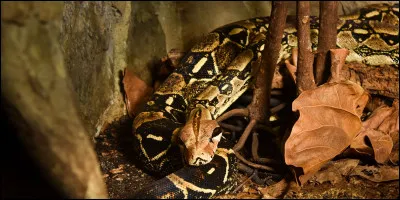 De quelle espèce de boa s'agit-il ?