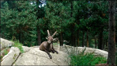 Quelle est cette espèce de bouquetin ?