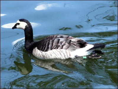 Quelle est cette espèce de bernache ?