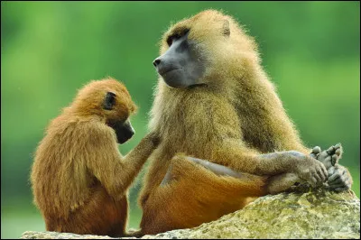 De quelle espèce de babouin s'agit-il ?