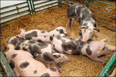 En 2003, en France, on dénombrait...