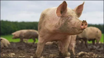 La domestication du cochon date d'il y a plus de...