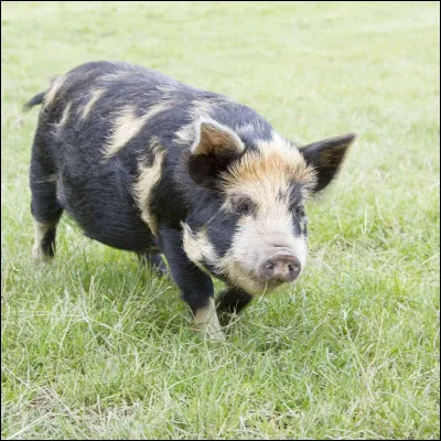 Quelle est cette race de cochon ?