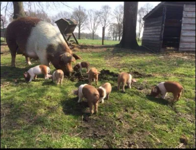 De quel pays vient le husumer ?