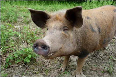 Le cochon est...