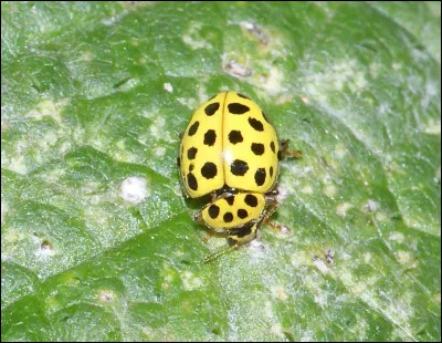Quelle est cette coccinelle jaune ?