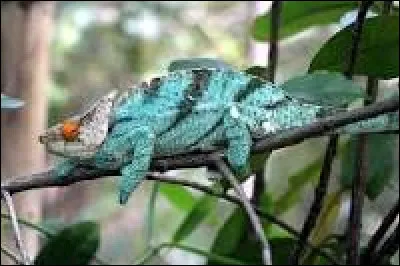 Quel est ce caméléon ?
