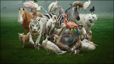 Son animal de compagnie est un écureuil.