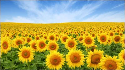 Un de ses amis a pour nom une fleur.