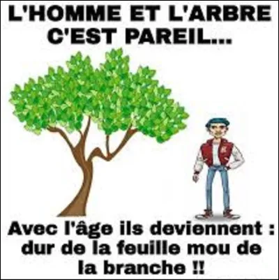 Quel arbre symbolise la sagesse ?
