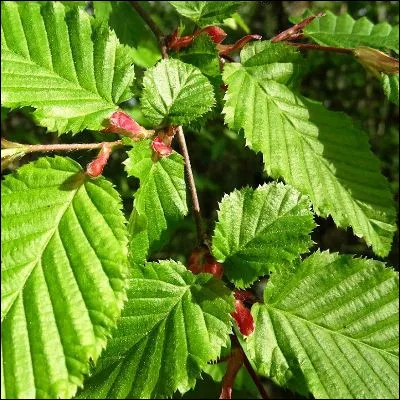 Quel arbre aux feuilles dentées est très apprécié comme bois de chauffage ?
