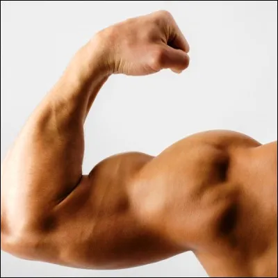 Quel muscle situé à larrière du bras permet lextension du coude ?