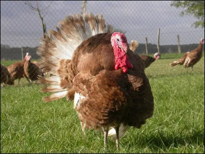 De quelle race de dindon s'agit-il ?