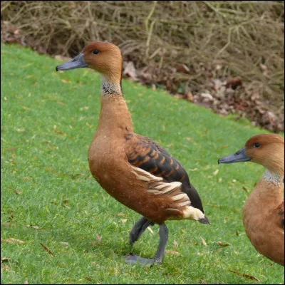 De quel espèce de dendrocygne s'agit-il ?