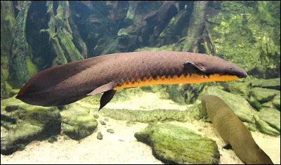 Quel est ce poisson ?