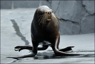 Quelle est cette espèce d'otarie ?