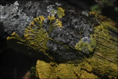 En quelle année le blob a-t-il rejoint le zoo de Paris ?