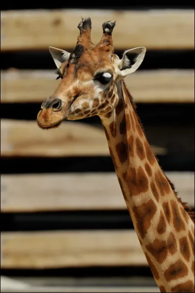 Quel est le nom de la girafe la plus connue du zoo ?