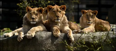 Combien d'espèces compte le zoo de Paris ?