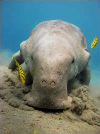 Comment s'appelle cet animal ?