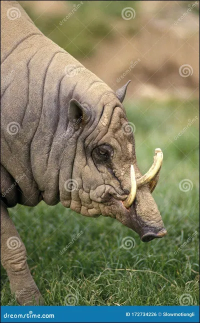 Comment s'appelle cet animal ?