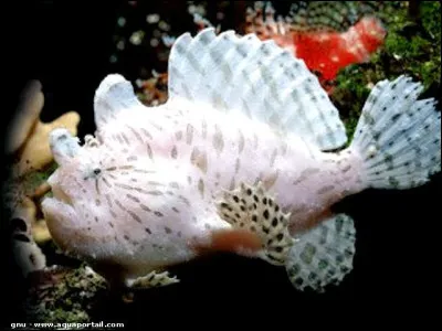 Quel est cet animal ?