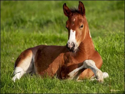 On vous pose une question sur les poulains qui est : ''comment sevrer un poulain ?'', tu réponds :